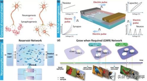 神经再生电子器件 推动人工智能硬件集成与智能控制系统的新引擎